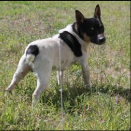 Anchor - Rat Terrier