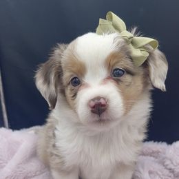 Miniature Australian Shepherd and Toy Australian Shepherd Puppies from Northern Roots Aussies