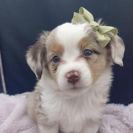 Miniature Australian Shepherd and Toy Australian Shepherd Puppies from Northern Roots Aussies
