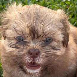 Shih Tzu Puppies from Staci Paysinger