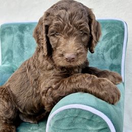 Snickerdoodle - Chocolate male Goldendoodle puppy in De Bary, Florida from Lena’s “Christmas Cookies”