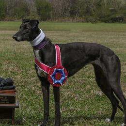 Violet - Greyhound