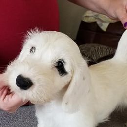 Sealyham Terriers from Ellusion's Sealyham Terriers