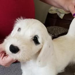Sealyham Terriers from Ellusion's Sealyham Terriers