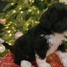 Lexi - Portuguese Water Dog puppy from Gulf Coast Puppies