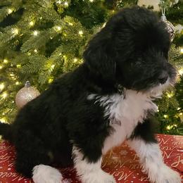 Lexi - Portuguese Water Dog puppy from Gulf Coast Puppies