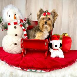 Amber - Gold female Yorkshire Terrier puppy in Roseville, California from Blueberry Brook Yorkies