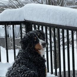 Bernese Mountain Dog Puppies from Lonesome Pine Farm