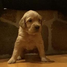 Golden Retriever Puppies from Aurora's Northern Goldens