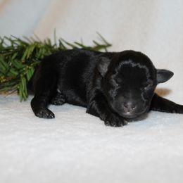 Blitzen Genetically Clear - Black and silver male Miniature Schnauzer puppy in Klingerstown, Pennsylvania from Clay Hill Kennels