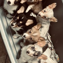 American Corgi, Basset Hound, and Pembroke Welsh Corgi Puppies from High Hopes Hounds