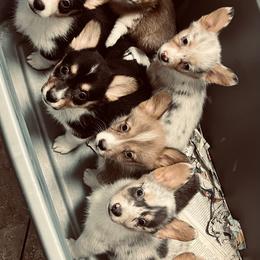 American Corgi, Basset Hound, and Pembroke Welsh Corgi Puppies from High Hopes Hounds
