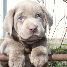 Labrador Retriever Puppies from Silver Dollar Labs