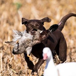 Labrador Retriever All Grown Up from Champion Retrievers