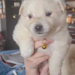 Belle - White female American Eskimo Dog puppy in Grants Pass, Oregon from SnH Eskies