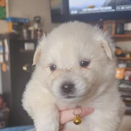 Belle - White female American Eskimo Dog puppy in Grants Pass, Oregon from SnH Eskies