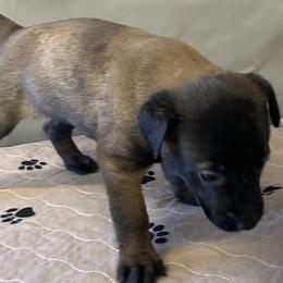 Boy 1 - Fawn sable Belgian Malinois puppy in Franklin County, Missouri from Tomy K9 Support Services