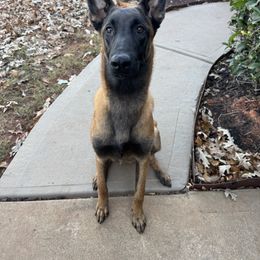 Belgian Malinois Puppies from Fromage Malinois