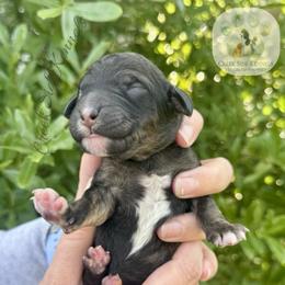Brindle abstract female - Brindle female Poodle puppy in Jacksonville, Florida from Creek Side Kennels