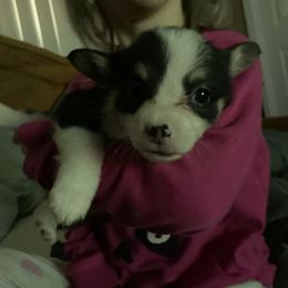 American Corgi and Pembroke Welsh Corgi Puppies from Chaotic Corgi’s