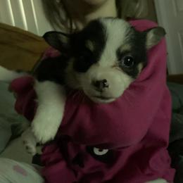 American Corgi and Pembroke Welsh Corgi Puppies from Chaotic Corgi’s