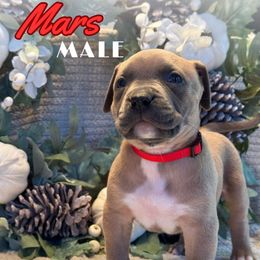 Mars - Blue fawn male American Bully puppy in Virginia from Terminal Velocity Kennels LLC