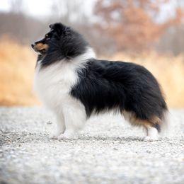 Loki - Shetland Sheepdog