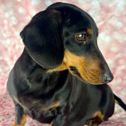 Tilly - Dachshund