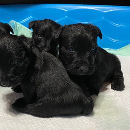 Scottish Terrier Puppies from Broken S Scotties