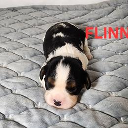 AKC FLINN - Tri-color male Cavalier King Charles Spaniel puppy in Joplin, Missouri, Missouri from HOL-A-DA CAVALIERS