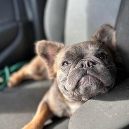 Pearl - French Bulldog