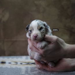 BMM1 - Blue merle Australian Shepherd puppy in Warm Springs, Georgia from Out West Aussies