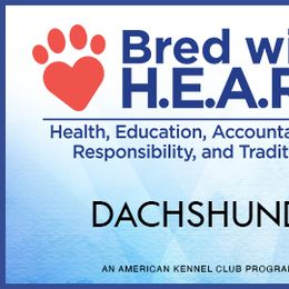 Dachshund Puppies from Strom Ranch