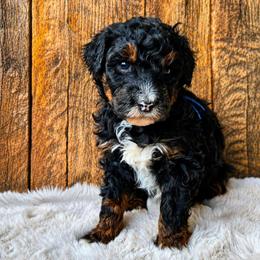 Sage - Tri-color male Bernedoodle puppy in Ashton, Idaho from Kerr Kanine Ranch