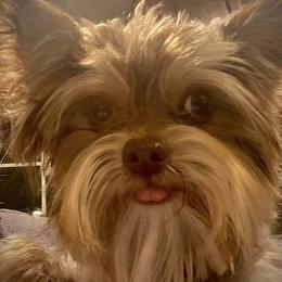 Shih Tzus, Shorkies, Yorkipoos, and Yorkshire Terriers from Little Rascal Ranch