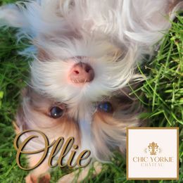 Ollie - Yorkshire Terrier puppy in North Carolina from Chic Yorkie Château