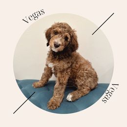 "Reserved " Bernedoodle Puppies from Sunridge Doodles