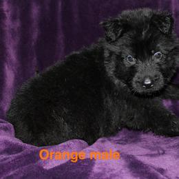 Orange male - Black male German Shepherd puppy in Ann Arbor, Michigan from Von Der Havier German Shepherds