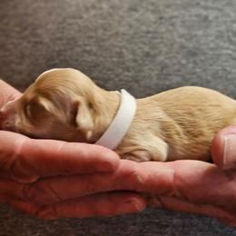 Cream male 2 white collar - Cream male Dachshund puppy in Trade, Tennessee from TN Miniature Dachshunds & Basset Hounds