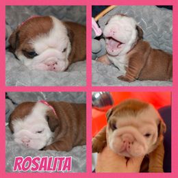 Rosalita - Red Bulldog puppy in Lake, Mississippi from MS Magnolia Bulldogs