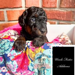 Uncle Fester Addams - male Australian Mountain Doodle puppy in Corydon, Indiana from Ridgeline Doodles