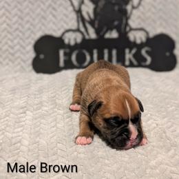 Brown collar - Fawn male Boxer puppy in Mount Zion, Illinois from Foulk's Boxer Puppies