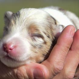 Orange girl - Red merle female Australian Shepherd puppy in Clarkrange, Tennessee from Vom Wolff