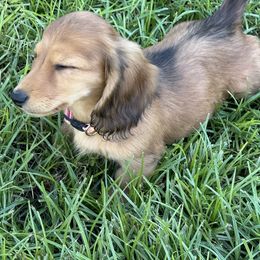 Pink red stripe collar - Black and cream male Dachshund puppy in Exeter, California from PeacocksDachs