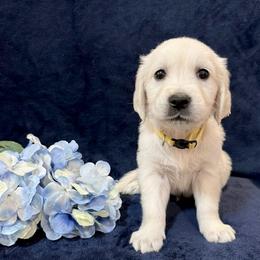 Benedict - Light golden male Golden Retriever puppy in Conroe, Texas from Tails of Cypress