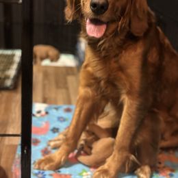 Penny - Golden Retriever