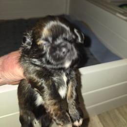 Loki - Brindle and white male Shih Tzu puppy in Cook County, Illinois from My Tzu Crew
