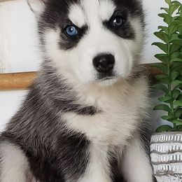 Pugs and Siberian Huskies from Happy Pugs & Huskies