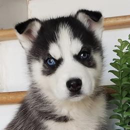 Pugs and Siberian Huskies from Happy Pugs & Huskies