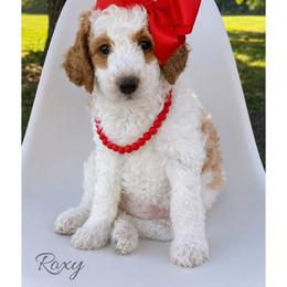 Roxy - Parti female Goldendoodle puppy in State Road, North Carolina from Must Love Doodles